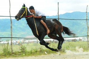 Ilustrasi Pacuan Kuda Gayo di Belang Bebangka. (Lintas Gayo | Kha A Zaghlul)