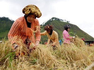 Munoling (Lintas Gayo | Munawardi)