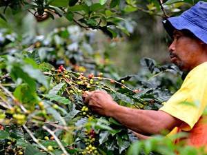 Petani sedang memetik kopi di kawasan Telpam