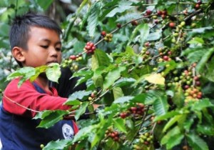 Panen Kopi. (Lintas Gayo | Kha A Zaghlul)