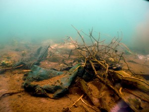 Sampah plastik bercampur dengan ranting kayu di dasar Danau Lut Tawar.(Lintas Gayo | Munawardi)