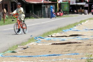 Seorang anak melintas bersepeda di samping kopi warga yang dijemur di pinggir jalan.(LG | a ZaiZa)