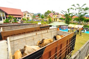 Sapi Bantuan Pemerintah Aceh Korban Gempa (LG Edy)