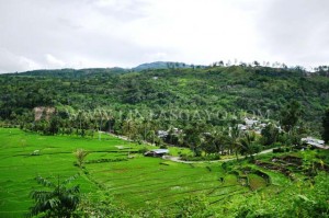 Hamparan sawah di Kampung Bah, Ketol Kabupaten Aceh Tengah (wyra).