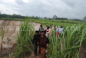 Terlihat wisatawan dadakan  dilokasi Tanah ambelas Kampung Buter Balik Kecamatan Ketol, Foto direkam Minggu, 7 Juli 2013