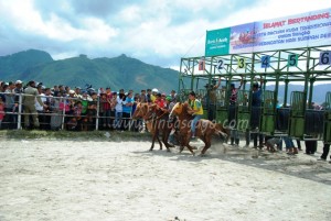 Pacuan Kuda di Lapangan Blang Bebangka Takengen, Foto direkem Sabtu (2/11) Zan.KG