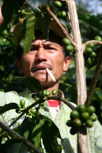 Kopi, adalah darah dan napas ekonomi rakyat gayo yang posisi tawarnya masih rendah , Hal ini disebabkan masih belum pahamnya para pemangku kepentingan Aceh terhadap nilai kopi arabika gayo. Padahal kopi adalah komoditas nomor dua yang diperdagangkan di dunia setelah minyak (Foto:Suaragayo.winbathin)