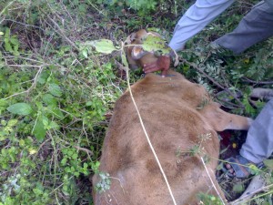 sapi yang baru ditangkap, terpaksa diikat dulu (Dok Unit Tipikor Polres Aceh Tengah)