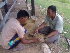 sapi yang sudah ditangkap akan dilihat giginya. (Dok Unit Tipikor)