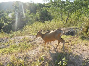 sapi yang akan diburu, untuk dilihat giginya (dok LG)