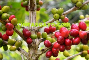 Kopi Arabika Gayo (Ateng) Lintas Gayo