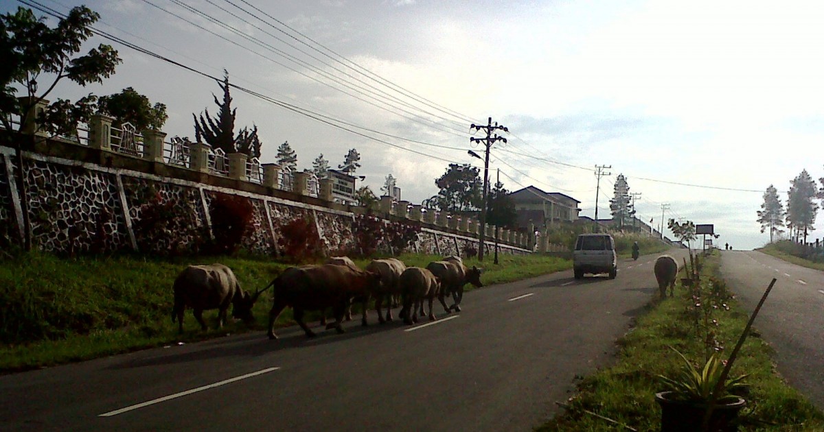 Belasan Kerbau sedang melintas di jalan Banda Rembele - Pante Raya (Foto:  AL)