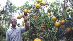 Winyo pakar jeruk dari Gayo (Foto/ Mahyadi- Serambi Indonesia)