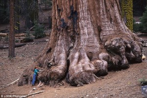 Pohon sequoia raksasa di California (Foto: Dailymail)