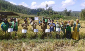 Suasana panen perdana padi unggul Ciherang di Kecamatan Linge ( Foto : MK) 