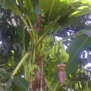 pisang