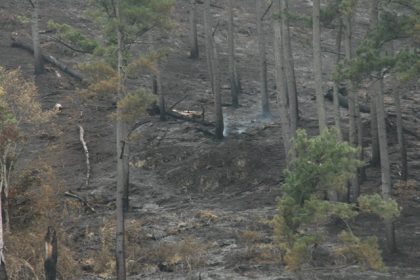 kebakaran hutan pinus di Merodot Bintang (Foto/Khosy NT)