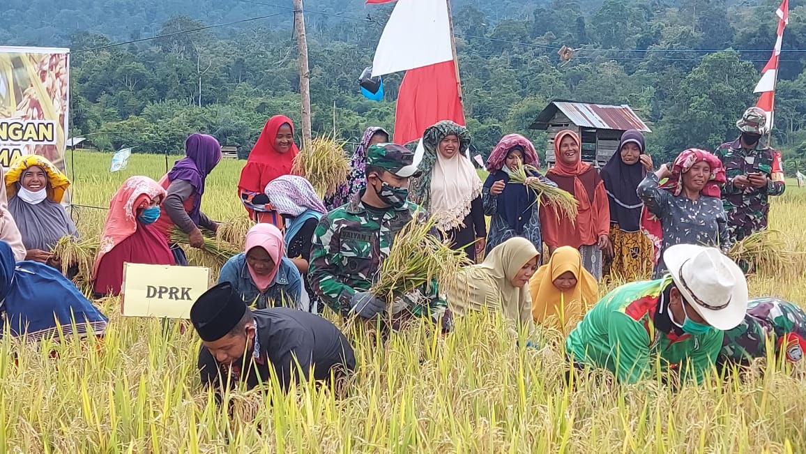 Bupati Sarkawi Bersama Forkopimda Panen Padi Di Samar Kilang