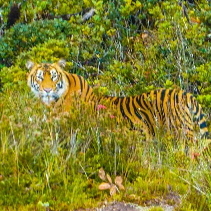 Harimau Sumatera