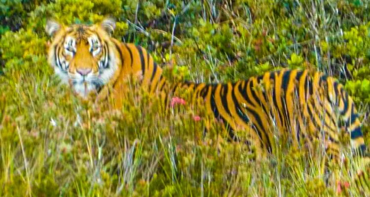 Harimau Sumatera