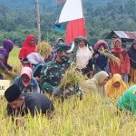 Bupati Sarkawi Bersama Forkopimda Panen Padi Di Samar Kilang
