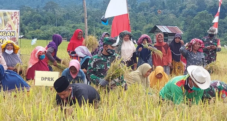 Bupati Sarkawi Bersama Forkopimda Panen Padi Di Samar Kilang