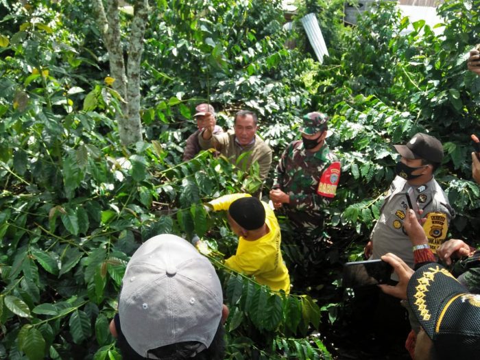 Kepala Balai Pertanian Ikhsan, SP bersama Pemerintahan Kampung Godang menggelar pelatihan teknik untuk pemangkasan kopi di Kampung Godang, Kecamatan Bukit, Bener Meriah. Rabu 11/11/2020.