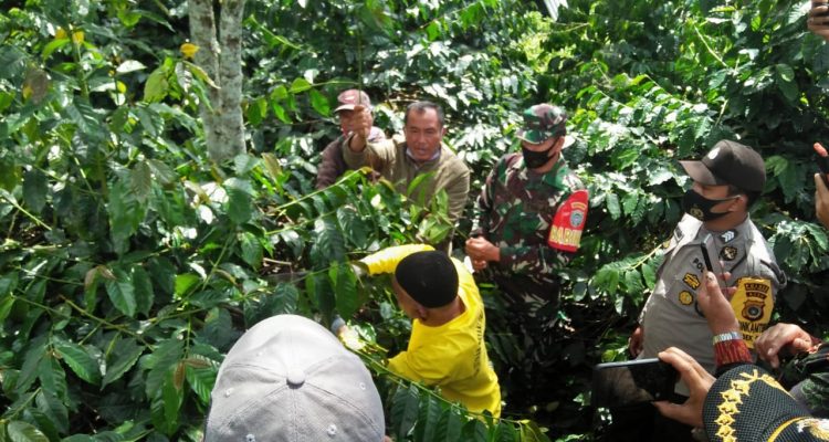 Kepala Balai Pertanian Ikhsan, SP bersama Pemerintahan Kampung Godang menggelar pelatihan teknik untuk pemangkasan kopi di Kampung Godang, Kecamatan Bukit, Bener Meriah. Rabu 11/11/2020.